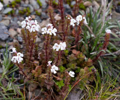 Euphrasia collina