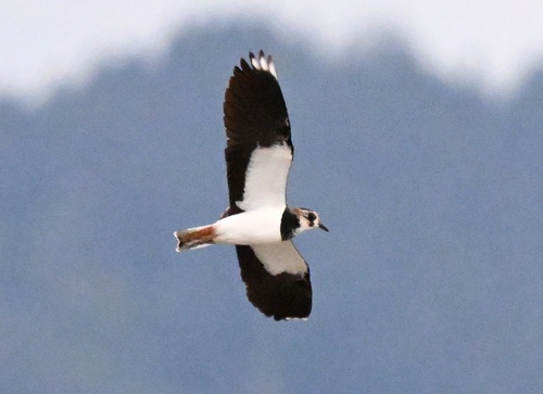 Northern Lapwing