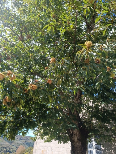 Sweet Chestnut