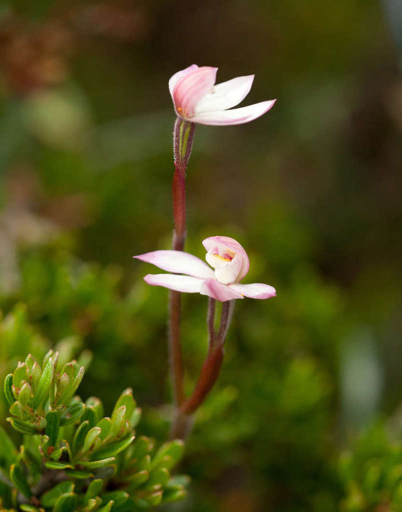 Caladenia alpina