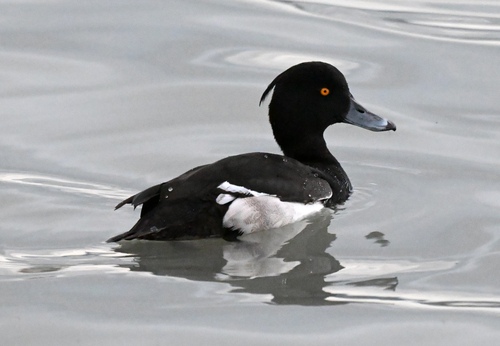 Tufted Duck