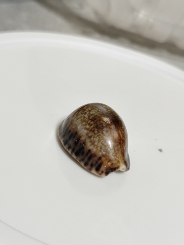 Pseudozonaria arabicula observed 2026-10-11