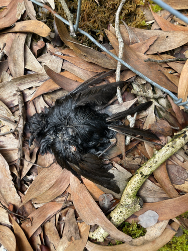 Myadestes obscurus observed 2026-10-10