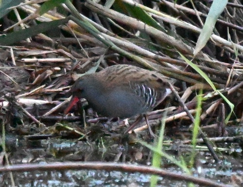 Water Rail