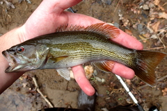 Micropterus coosae