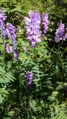 Vicia tenuifolia