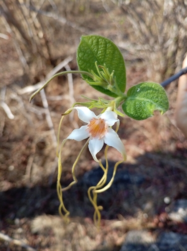 Strophanthus observed 2026-10-11
