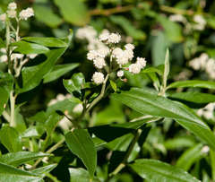Ozothamnus stirlingii