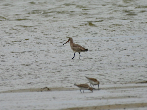 Hudsonian Godwit