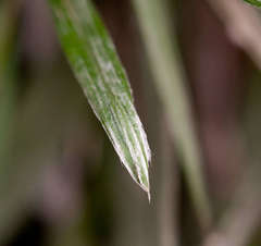 Celmisia pugioniformis