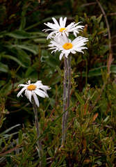 Celmisia pugioniformis