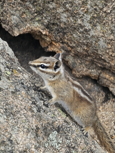 Colorado Chipmunk observed by hannahmrussell
