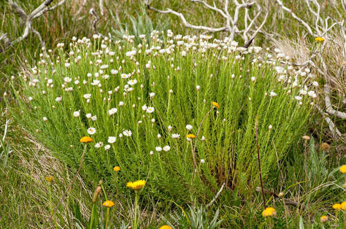 Image of Rhodanthe anthemoides by (c) Chris Clarke, some rights reserved (CC BY)