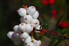 Gaultheria hispida