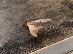 Marumba cristata