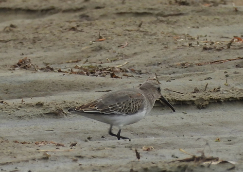 Dunlin