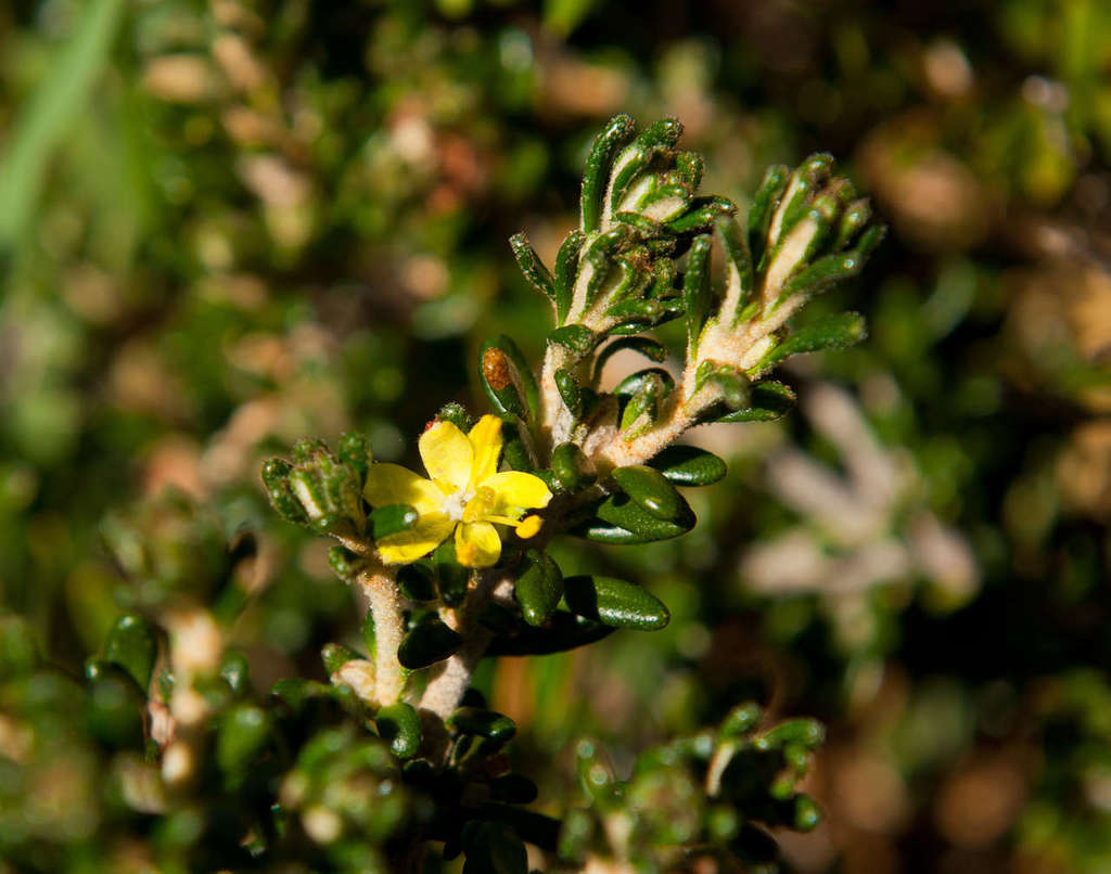 Alpine Star Bush from Mount Hotham Alpine Resort, AU-VI, AU on January 16, 2017 at 09:21 PM by