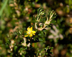 Asterolasia trymalioides