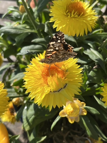 Painted Lady