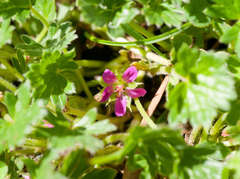 Geranium antrorsum