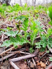Cirsium kamtschaticum