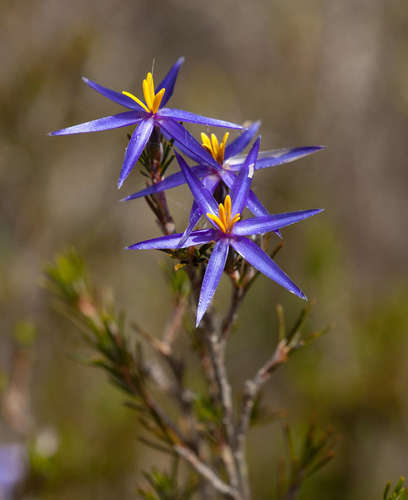 Calectasia intermedia (Calectasia intermedia)
