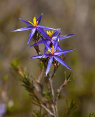 Calectasia intermedia