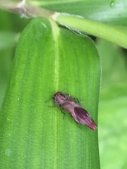 Agrilus discalis