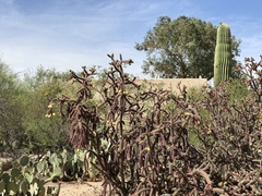Cylindropuntia thurberi versicolor