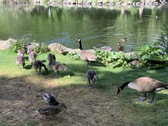 Branta canadensis