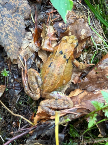 European Common Frog