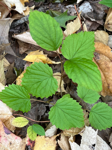 Viburnum dentatum observed 2026-10-11