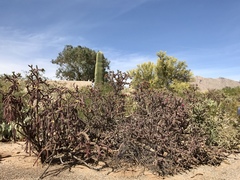 Cylindropuntia thurberi versicolor