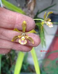 Encyclia aenicta