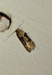 Chionodes mediofuscella