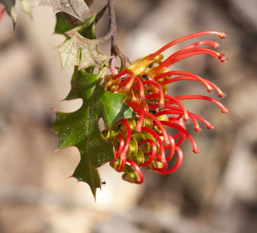 Image of Grevillea steiglitziana by (c) Chris Clarke, some rights reserved (CC BY)