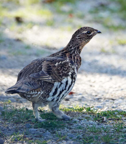 Ruffed Grouse