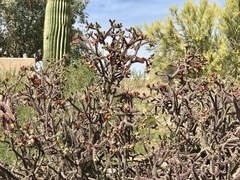 Cylindropuntia thurberi versicolor