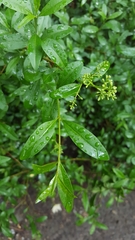 Ligustrum vulgare