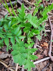 Cirsium kamtschaticum