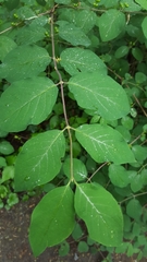 Lonicera xylosteum