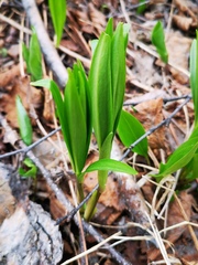 Lilium debile