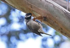 Melithreptus validirostris