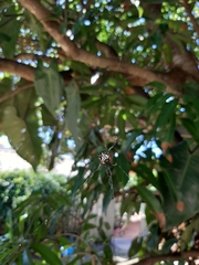 Gasteracantha sacerdotalis