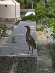 Gorsachius melanolophus