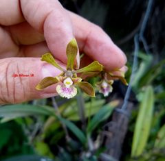 Encyclia aenicta
