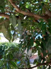 Gasteracantha sacerdotalis