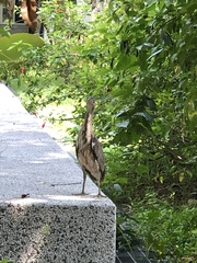 Gorsachius melanolophus