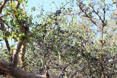 Forestiera phillyreoides