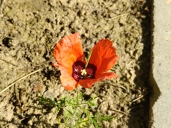 Papaver pavoninum